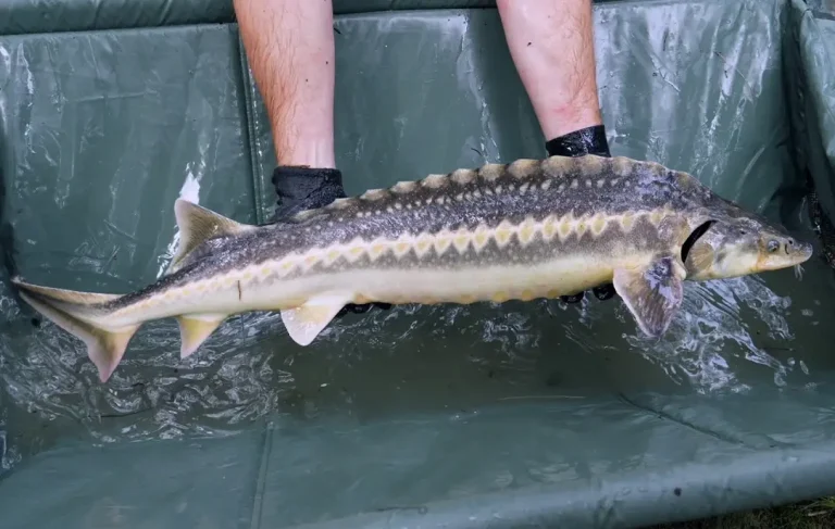 Dunărea Populată cu 1.000 de Sturioni în Mehedinți 8 Dunărea Populată cu 1.000 de Sturioni în Mehedinți