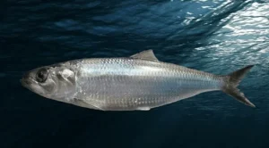 Unde se prinde scrumbia cel mai bine în România?