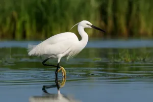 Egreta mică – Grație albă în peisajul Deltei