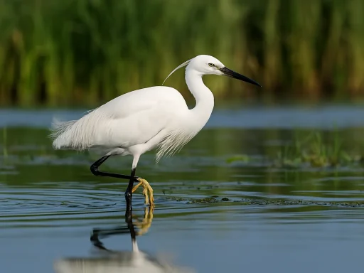 Egreta mică – Grație albă în peisajul Deltei 3 Egreta mică – Grație albă în peisajul Deltei