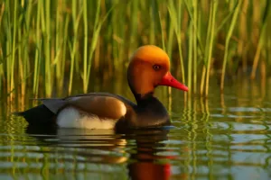 Rața roșie (Netta rufina) – Bijuteria Aprinsă a Apelor Sălbatice