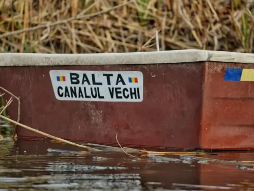 Balta Canalul Vechi Medgidia: O Oază de Pescuit în Inima Dobrogei 10 Balta Canalul Vechi Medgidia: O Oază de Pescuit în Inima Dobrogei