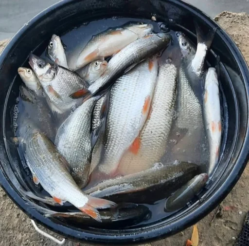 Pescuitul Minimalist: Despre morunași, prostii și o lecție neașteptată de pe baltă