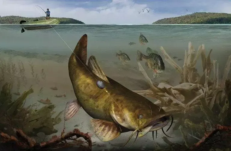 Somnul (Silurus glanis): Ghidul Complet al Pescuitului și Biologiei 2 Somnul (Silurus glanis): Ghidul Complet al Pescuitului și Biologiei