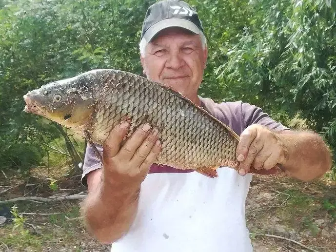 Pescuit la crap in zona Jegalia pe bratul Borcea 7 Pescuit la crap in zona Jegalia pe bratul Borcea